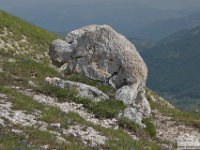 2020-06-13 Monte Corvo da S. Pietro allo Jenca 111